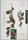 Foto von Salix lapponum L.